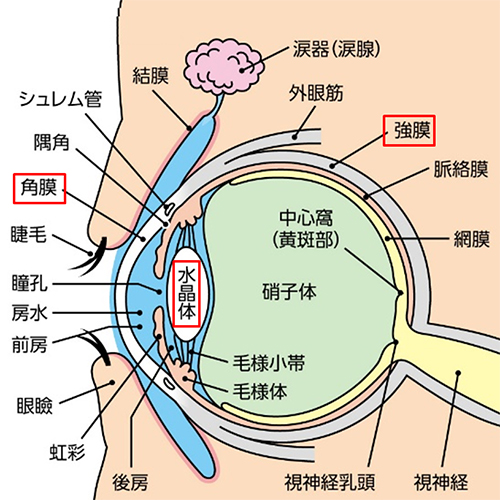 眼の構造