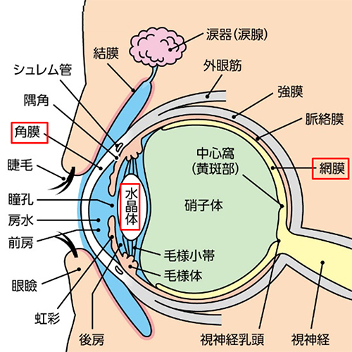 近視眼の構造