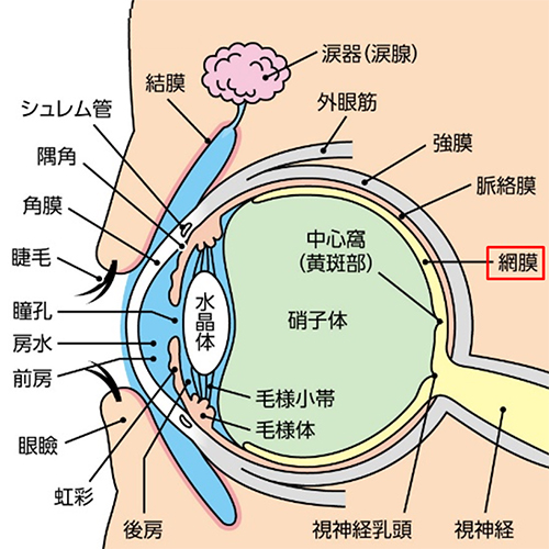 遠視眼の構造