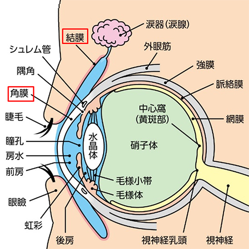 翼状片眼の構造