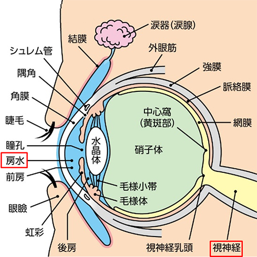 眼の構造