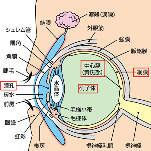 眼の構造